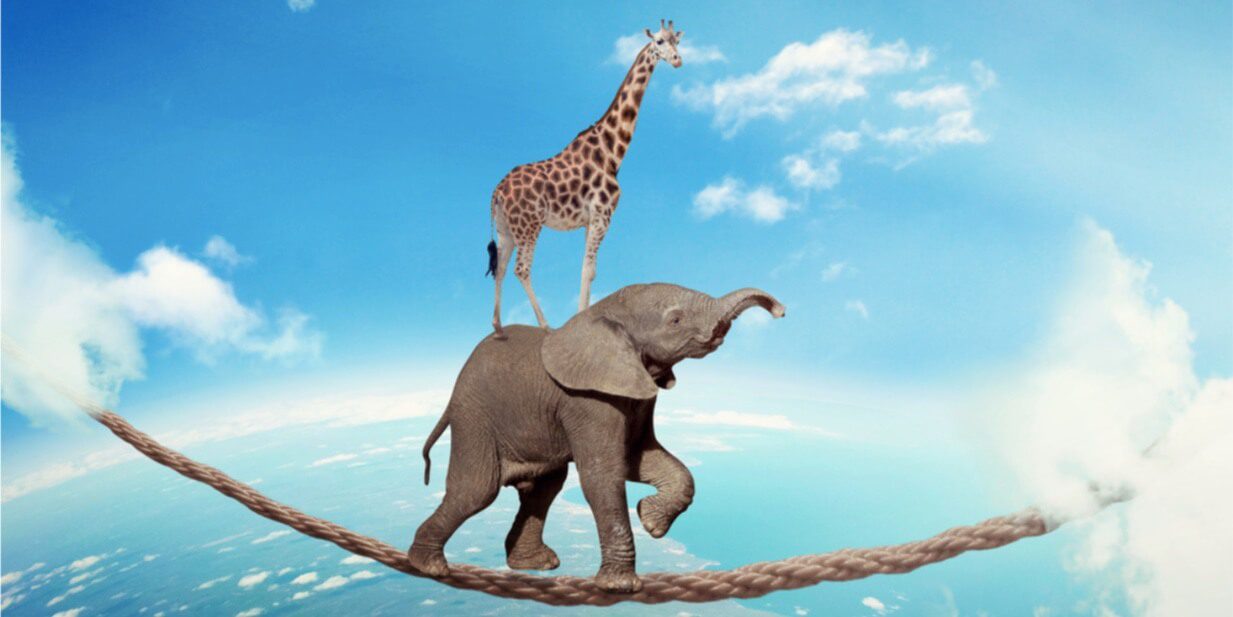 a giraffe standing on elephant that was walking on a rope